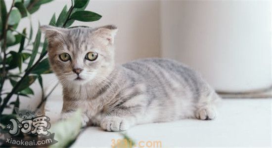 猫不能吃的食物有哪些 这些东西一定不能给猫吃(图1)