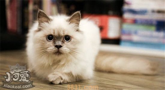 猫不能吃的食物有哪些 这些东西一定不能给猫吃(图2)