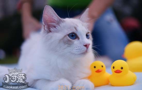 长毛猫如何洗澡 长毛猫洗澡该怎么洗(图1)