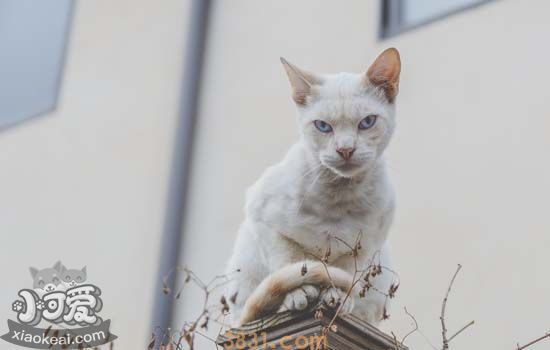 长毛猫如何洗澡 长毛猫洗澡该怎么洗(图2)