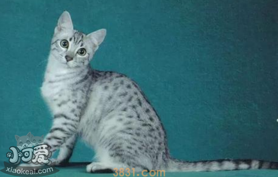 猫感冒了怎么办 你家的猫感冒怎么办(图1)