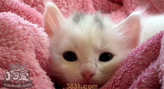 猫藓能自愈吗 感染了猫藓要如何处理(图1)