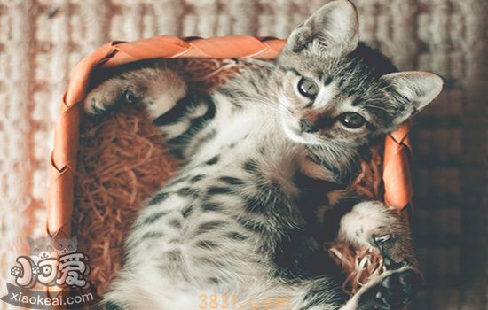 猫发情一般多大 猫咪发情那点事(图1)