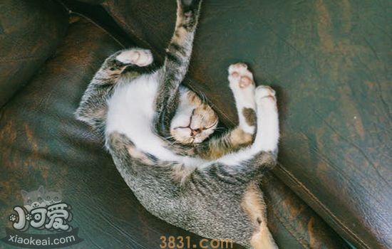 猫发情一般多大 猫咪发情那点事(图2)