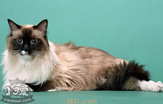 怎么帮伯曼猫接生 如何给伯曼猫接生(图1)