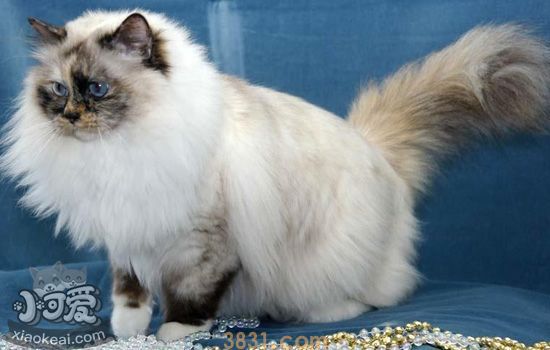 怎么帮伯曼猫接生 如何给伯曼猫接生(图2)