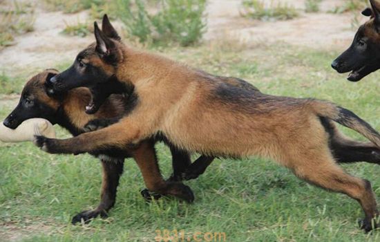 马犬喜欢主人的表现 有些表现你可能会不喜欢!(图1)
