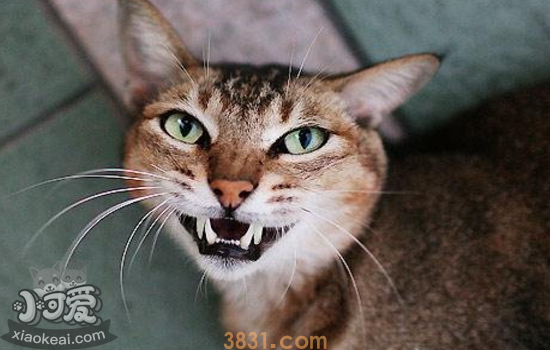 猫喜欢叫是怎么回事 是不是生病了?(图1)