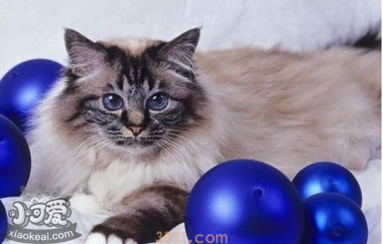伯曼猫假孕是怎么回事 伯曼猫假孕的原因(图1)