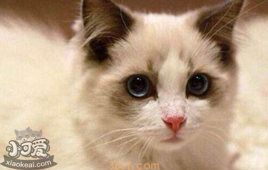 伯曼猫假孕是怎么回事 伯曼猫假孕的原因(图2)
