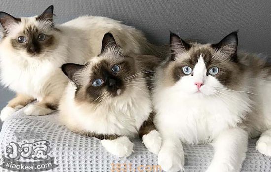 伯曼猫奶水不足怎么办 伯曼猫奶水不足怎么催奶才不伤到猫(图2)