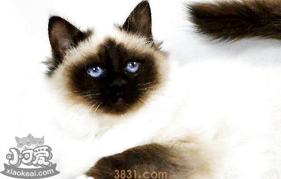 伯曼猫奶水不足怎么办 伯曼猫奶水不足怎么催奶才不伤到猫(图1)