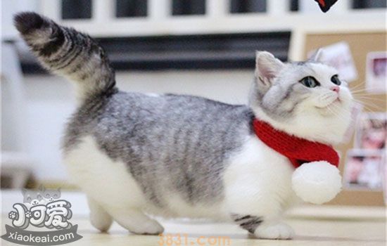 小奶猫怎么养 猫妈养成手册(图1)