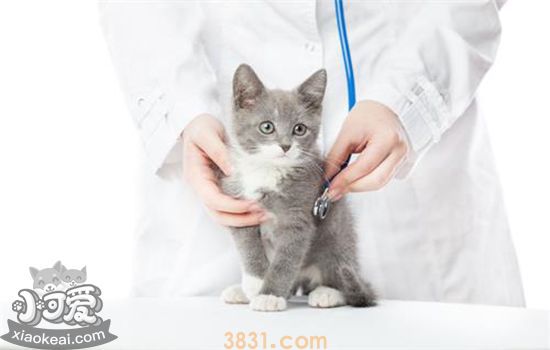 猫三联预防哪些疾病 你不知道的猫三联(图1)