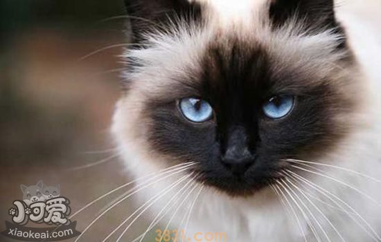 伯曼猫怎么护理 伯曼猫的护理的注意事项(图1)
