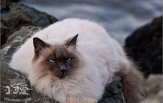 伯曼猫怎么护理 伯曼猫的护理的注意事项(图2)