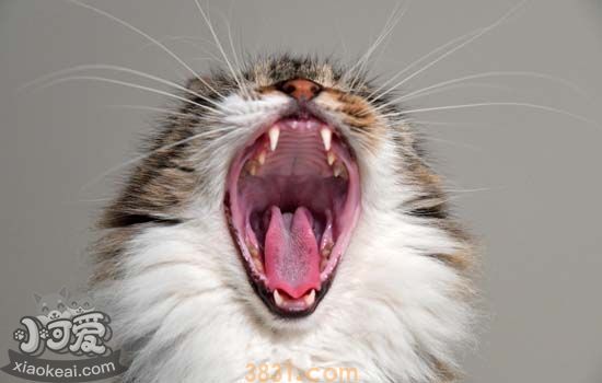 猫咪口腔怎么护理 猫咪口腔护理有什么注意事项(图1)