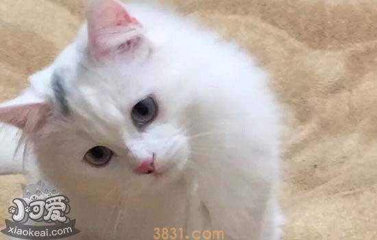 猫咪口腔怎么护理 猫咪口腔护理有什么注意事项(图2)