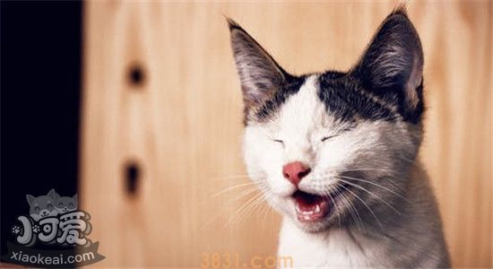 猫为什么半夜惨叫 如何防止猫像婴儿啼哭一般惨叫(图1)