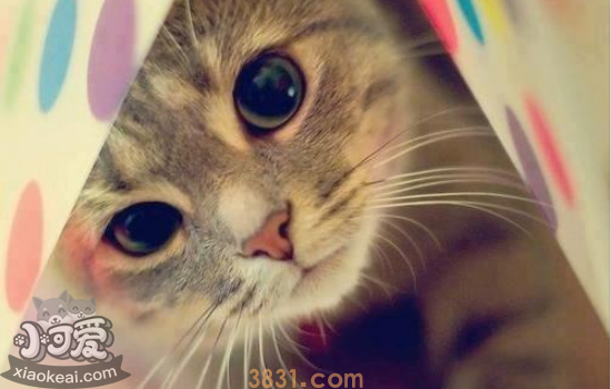 猫咪眼屎多怎么处理 你家猫咪为什么眼屎多(图1)