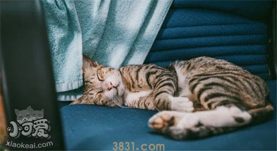猫寄生虫会传染给人吗 人感染了寄生虫会怎么样(图1)