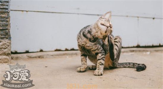 猫拉肚子怎么办 猫为什么会拉肚子(图1)