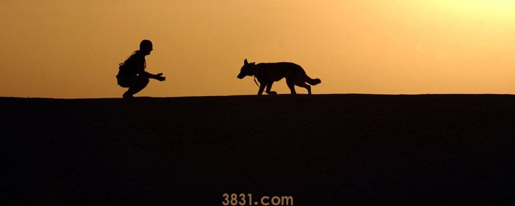 黑色拉布拉多幼犬鉴别 再也不怕被黑心商贩忽悠!(图1)