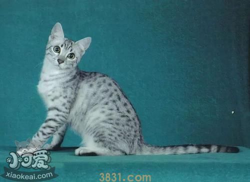幼猫多大可以吃不泡的猫粮 幼猫饲养需要注意哪些(图1)