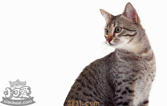 幼猫多大可以吃不泡的猫粮 幼猫饲养需要注意哪些(图2)