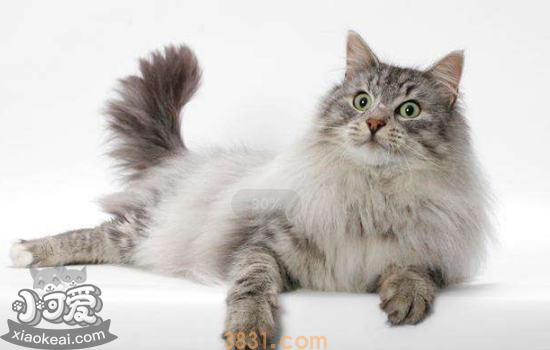 母猫假孕多久消失 母猫假孕解决办法(图2)