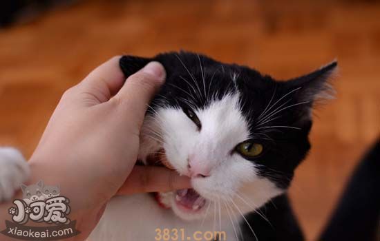 猫身上烂了洞还流脓 猫身上为什么烂个洞(图2)