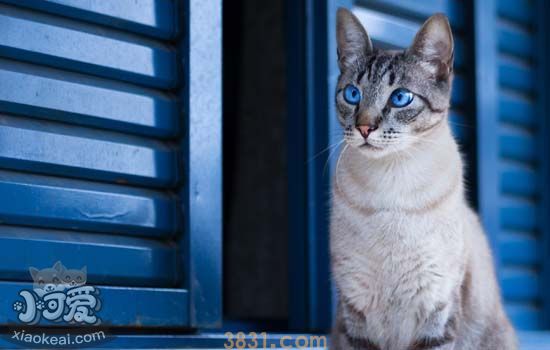 猫身上烂了洞还流脓 猫身上为什么烂个洞(图1)