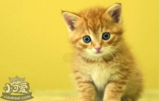 被宠物猫咬伤出血要打针吗 被猫咪咬伤注意事项(图2)
