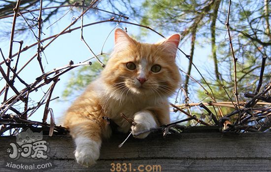 猫为什么会得猫藓 如何有效预防猫得猫藓(图1)