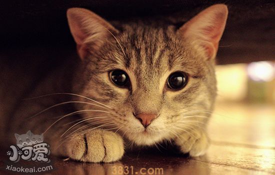 猫为什么会得猫藓 如何有效预防猫得猫藓(图2)
