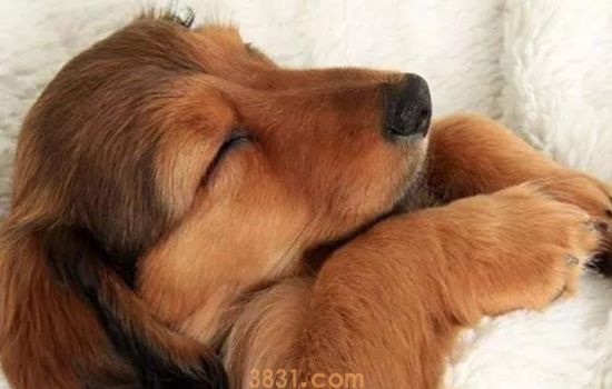 田园犬是什么狗 据说是最为忠诚的狗(图1)