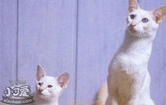 母猫奶水不足表现 你家母猫奶水充足吗(图1)