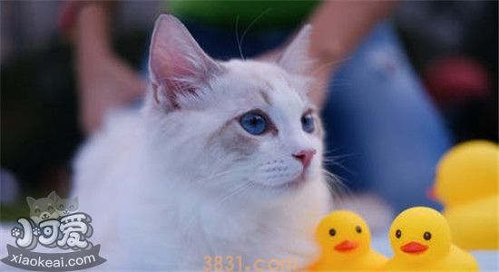 猫咪不能吃的水果有哪些 对猫咪的健康有什么影响(图1)
