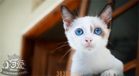 猫咪不能吃的水果有哪些 对猫咪的健康有什么影响(图2)