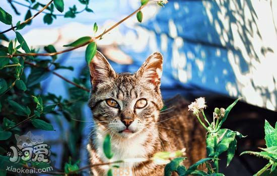 猫咪疝气症状 猫疝气是什么(图3)