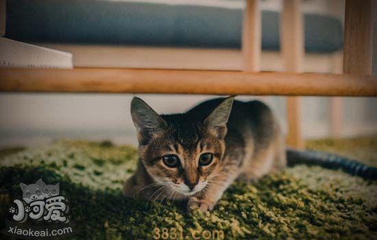 猫咪用了开塞露后死了 猫为什么会便秘(图1)