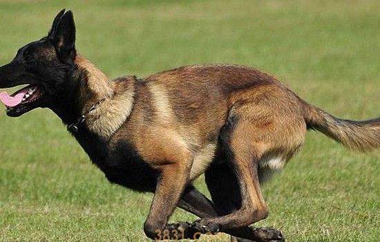 马犬原产地是哪里 你知道马犬长什么样子吗?(图1)