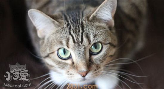 猫咪发腮需要吃什么 如何有效的帮助猫咪发腮(图2)