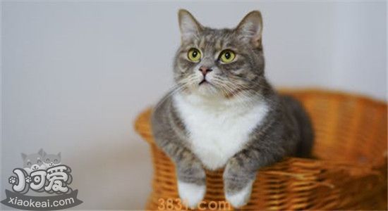 猫咪发腮需要吃什么 如何有效的帮助猫咪发腮(图1)