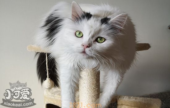 猫怀孕多久可以做B超 猫怀孕期间要注意什么(图1)