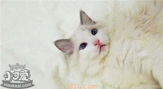 布偶猫的饮食怎么安排 喂食布偶猫有哪些注意事项(图1)