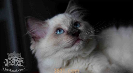 布偶猫的饮食怎么安排 喂食布偶猫有哪些注意事项(图2)