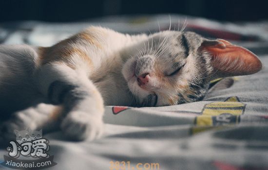 猫瘟死亡征兆 猫瘟临死前有哪些表现(图2)