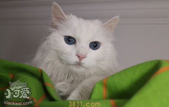 让猫自愿洗澡小妙招 猫洗澡的步骤(图1)