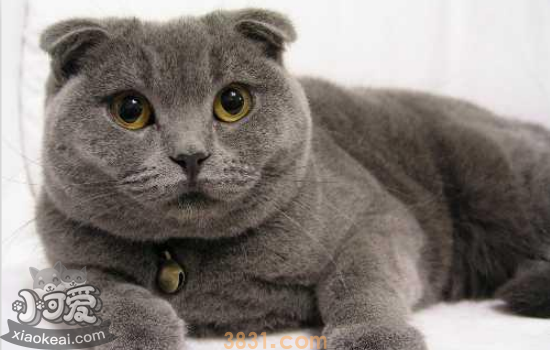 母猫难产症状 母猫难产解决办法(图1)
